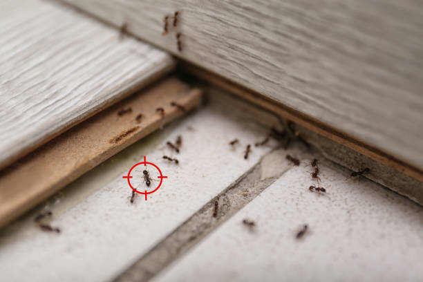 Insect Control in Philipsburg, PA