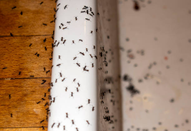 Wildlife Control Services in Philipsburg, PA