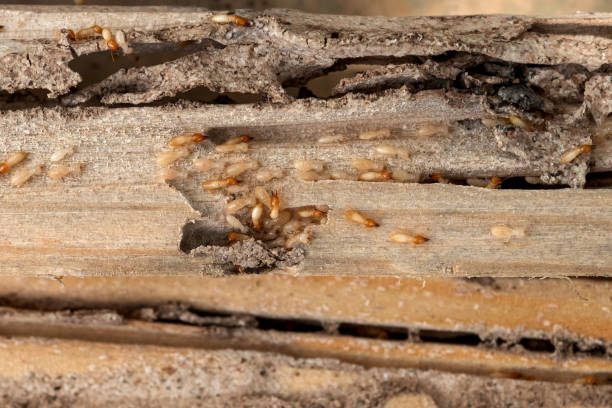 Best Insect Control  in Philipsburg, PA